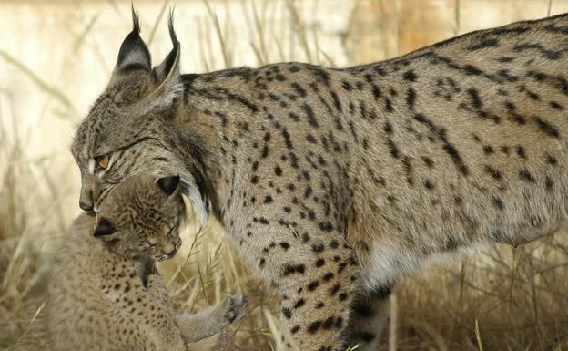 El renacer del lince ibérico