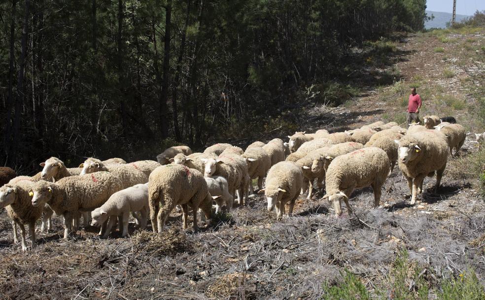 La trashumancia una tradición que no puede caer en el olvido ni en el