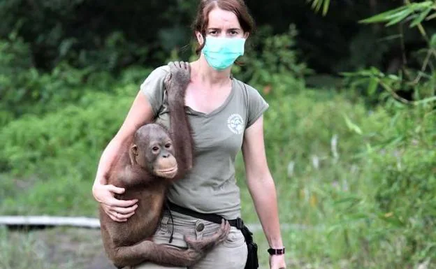 Karmele Llano, veterinaria formada en la ULE, premiada por su trabajo con orangutanes