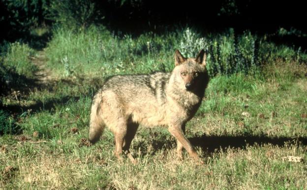 Científicos demuestran que los ataques del lobo al ganado pueden evitarse utilizando vainilla