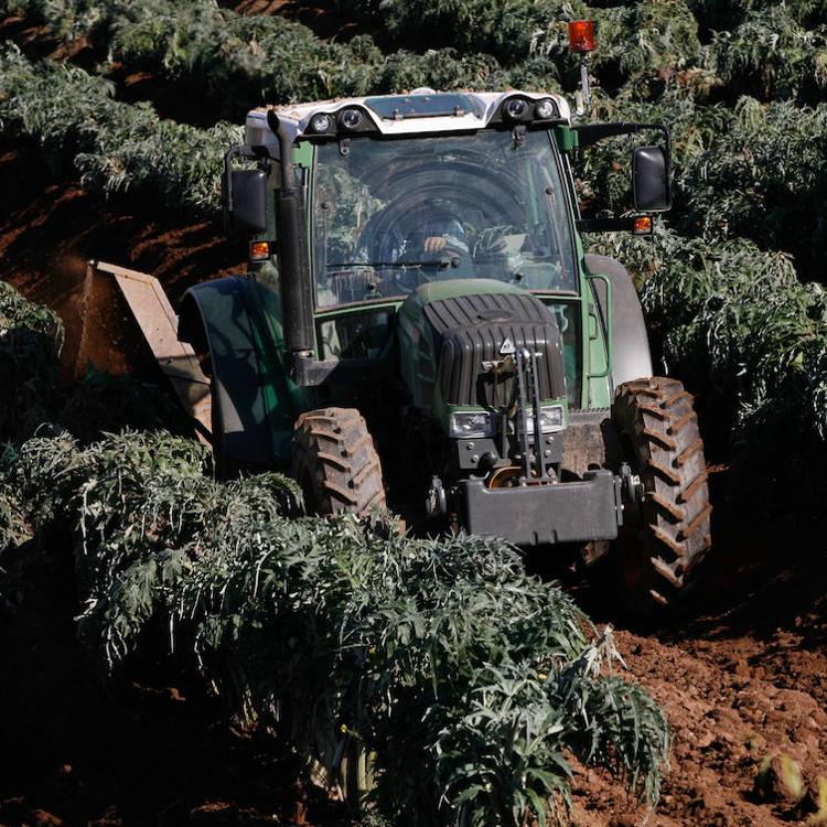 Cinco años de 'pago verde': adiós al monocultivo y aumento de la diversificación en más de un 12% en Castilla y León