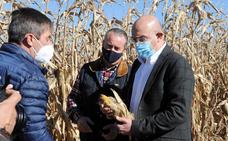 Carnero confirma «los mejores números en 30 años» en la cosecha de maíz «en producción y superficie» en León