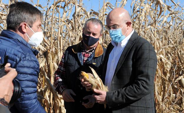 Carnero confirma «los mejores números en 30 años» en la cosecha de maíz «en producción y superficie» en León