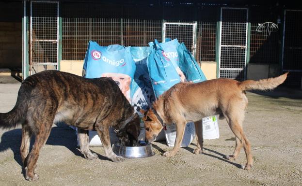 Gadis entrega 35.500 kilos de productos a 50 protectoras de animales, entre ellas la de León