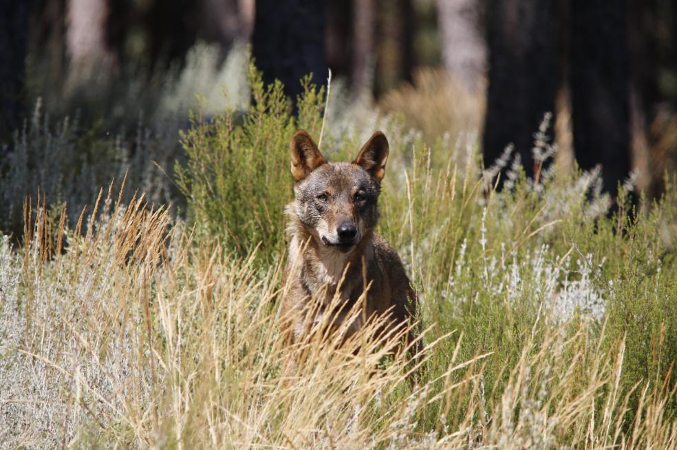 Vainilla para proteger del lobo al ganado de los Picos