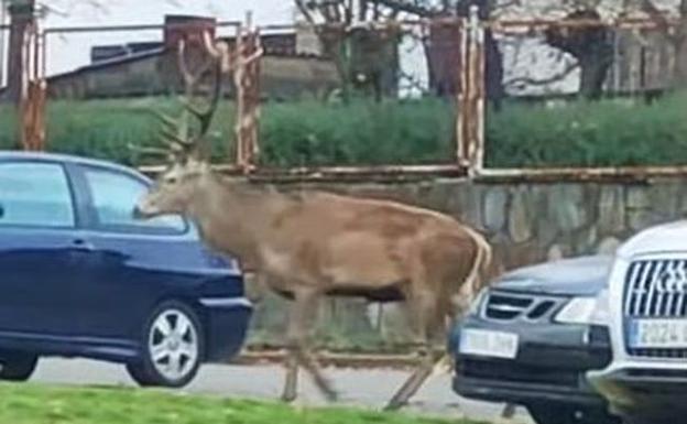 Un ciervo por las calles de Puebla de Sanabria