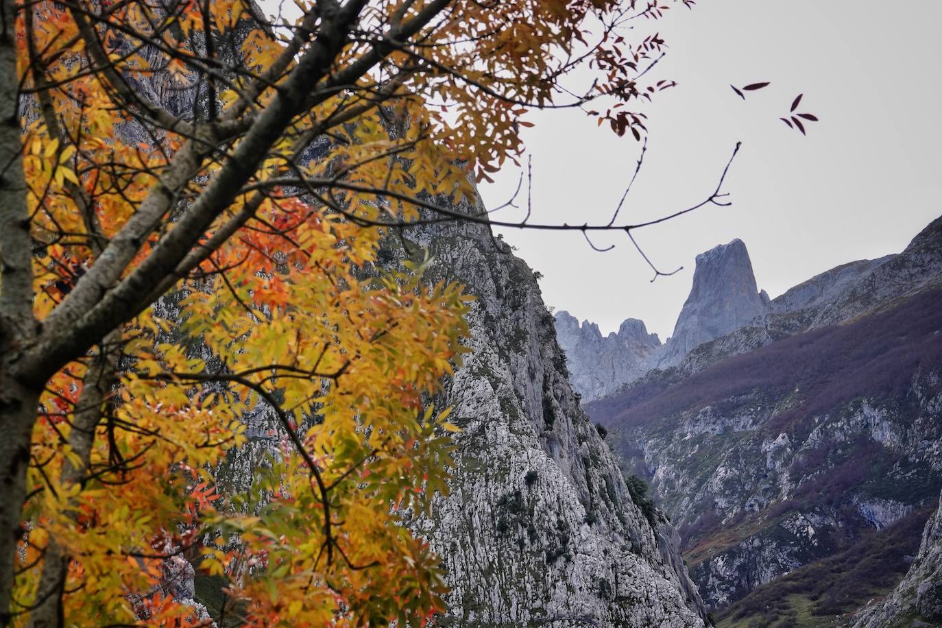 El ocre y el dorado del otoño tiñen los Picos de Europa