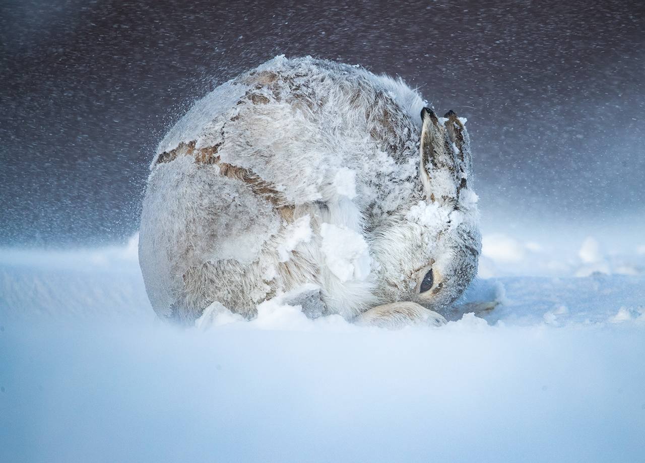 Las impactantes fotografías ganadoras del premio 'BigPicture Natural World 2020'