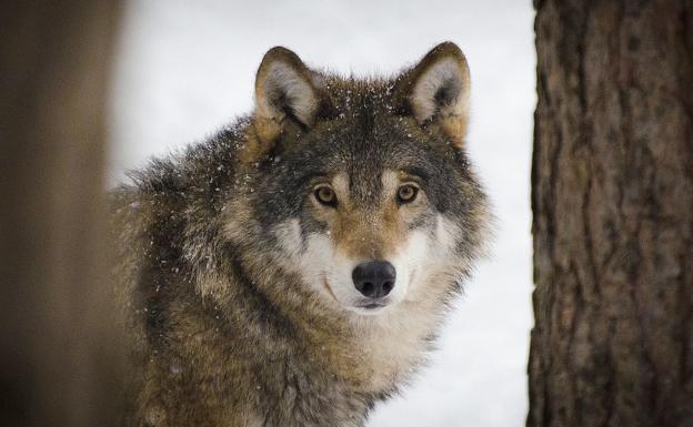 La cornisa cantábrica se alía para que no se declare especie protegida al lobo