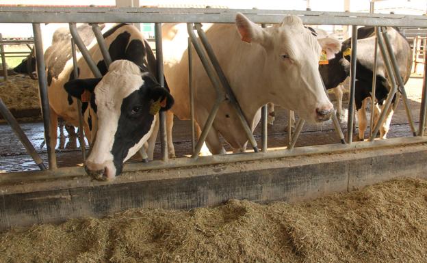 COAG se opone a la subida de la cuota a los ganaderos que quiere imponer la Interprofesional de la Carne de Vacuno