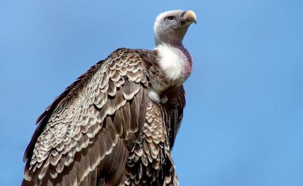 El Procurador del Común pide regular ayudas compensatorias por los daños de buitres al ganado en Castilla y León
