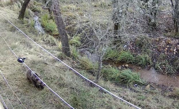 La osezna Éndriga, trasladada al recinto de aclimatación de osos pardos en Valsemana