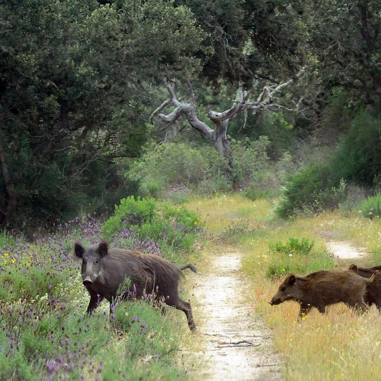 El aumento de las capturas de corzo o jabalí elevan un 300% la actividad cinegética en la última década en León