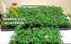 Cuatro personas detenidas en La Bañeza al desarticular un punto de venta de cocaína y marihuana