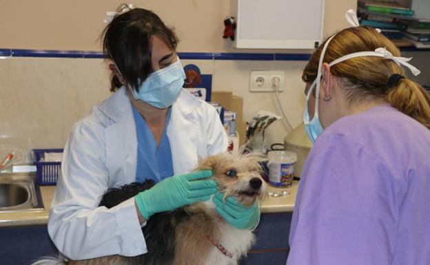 El Sindicato de Veterinarios de León exige poder vacunar: «La situación nos obliga a pelearla con todos los medios»