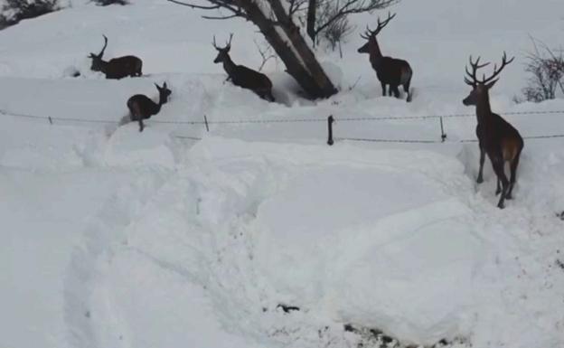 Una manada de ciervos se abre paso ante la gran nevada en Puebla de Lillo