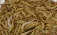 Europa avala al primer gusano comestible como 'snack' o ingrediente