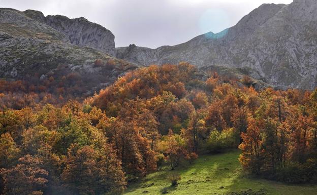 Un proyecto europeo permitirá monitorizar bosques de Picos de Europa