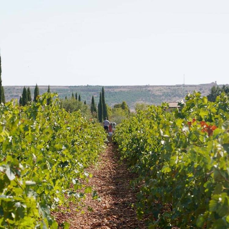 Las adversidades dan un respiro al campo en el último año con 22.000 hectáreas siniestradas y un aumento del 5% en los seguros en León