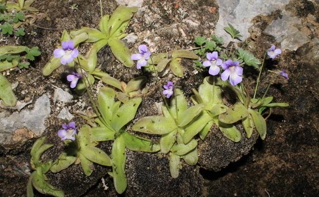 Los botánicos hallan siete nuevas especies endémicas