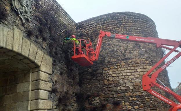 La limpieza del patrimonio concluye con los trabajos de eliminación de la vegetación de la Muralla de León