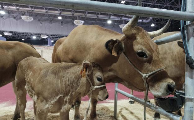 Menos vacas en Nueva Zelanda para frenar el calentamiento