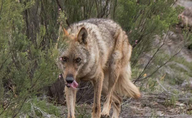 Asaja León denuncia que la Junta deniega las ayudas por daños de lobos a las explotaciones gestionadas por titularidades compartidas