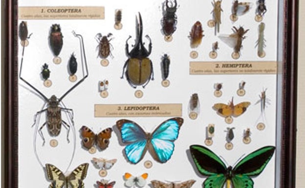 ¿Están desapareciendo los insectos?