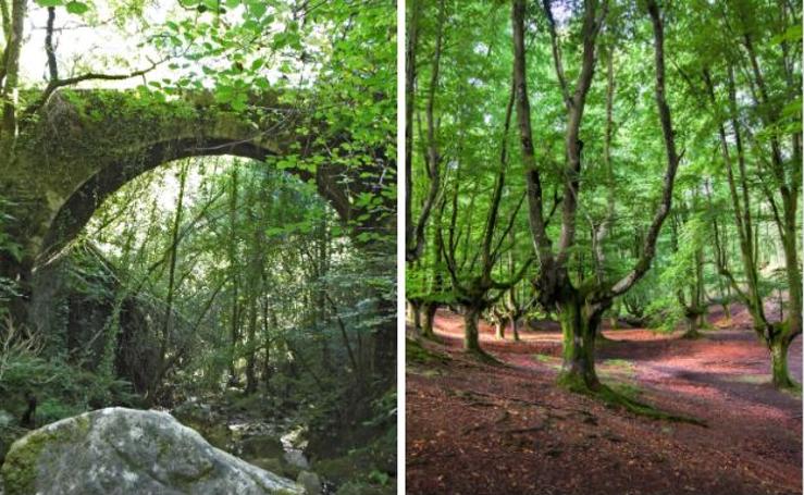 Bosques encantados en España: ¿sólo mitos y leyendas?