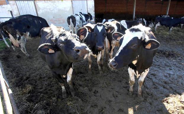 Explotaciones de vacuno de leche pueden perder hasta 10.000 euros este año por los cambios de la PAC
