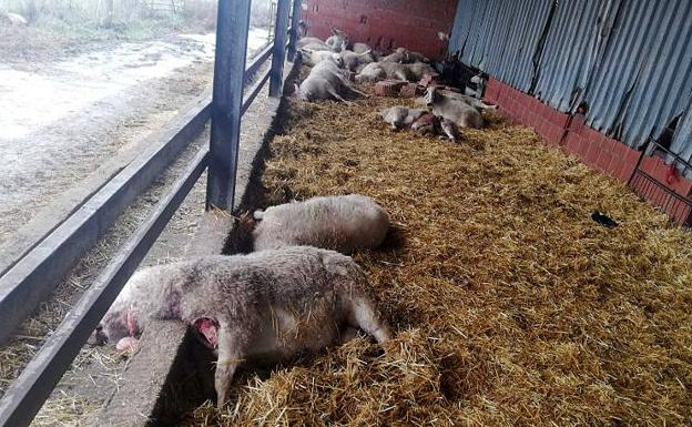 Un ataque de lobos mata a 59 ovejas en una explotación de Villalonso