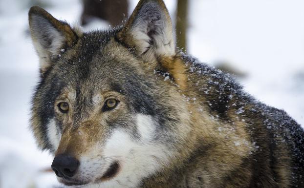 El Gobierno central dice que «no hay vuelta atrás» en la protección del lobo