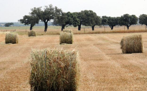 La Junta da a conocer el cálculo de las reducciones al aplicar la condicionalidad de las ayudas de la PAC este 2021