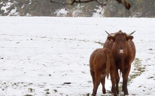 La nieve impide la circulación a camiones y vehículos articulados en la LE-481 en San Emiliano