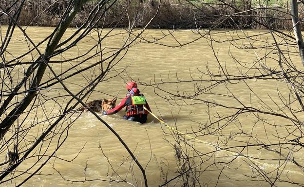 Los bomberos de León rescatan a un perro que había caído al río Bernesga