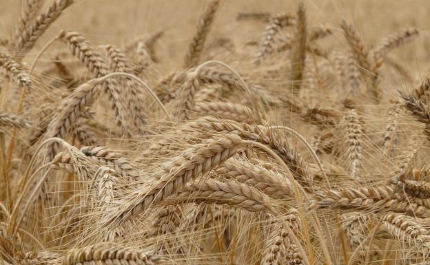 UCCL reitera su reivindicación de que las ayudas de Castilla y León a las pólizas de seguros agrarios se hagan por DNI y no por póliza contratada