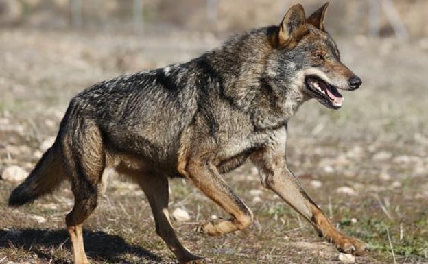 Delibes y otros 300 científicos, en contra de la caza del lobo