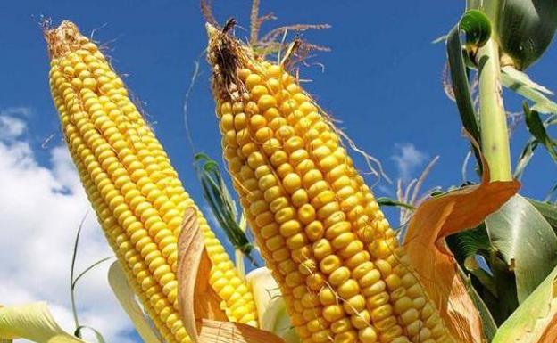 UCCL demanda facilitar a los agricultores la comercialización del material heterogéneo ecológico