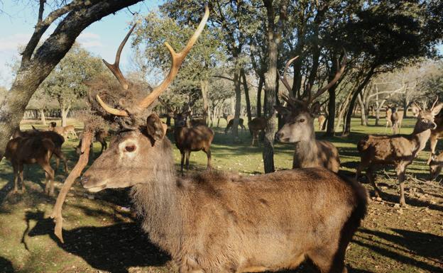 Un equipo veterinario especializado de León retirará las cuerdas de la cornamenta de los ciervos de Palencia