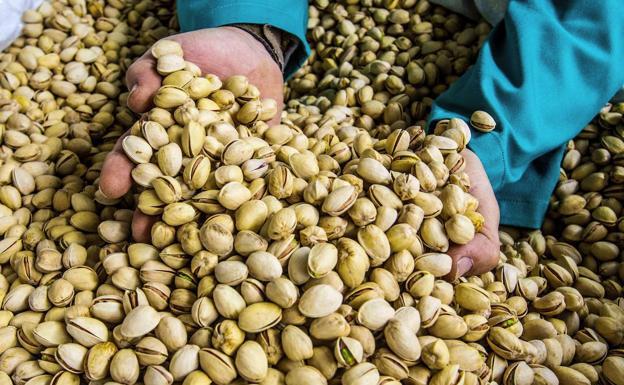 El Itacyl continúa trabajando en la investigación e innovación del pistacho en sus aspectos agronómicos, saludables y de bioeconomía