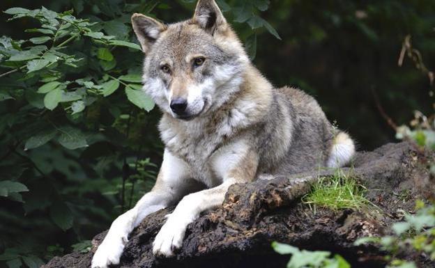 Más de 560 científicos apoyan que se prohíba la caza del lobo