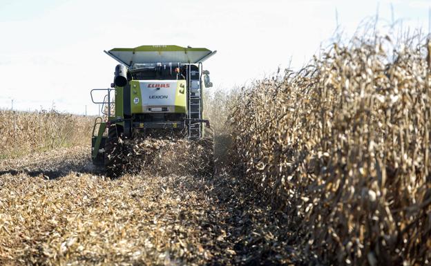Las lluvias paralizan la siega de las últimas 5.000 hectáreas de maíz en León