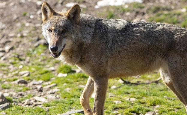 Nueve comunidades y tres organizaciones agrarias se unen para pedir la retirada de la inminente orden del lobo