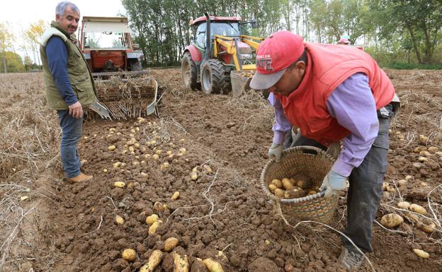 La Junta abona 62 millones del saldo de ayudas por superficie de la PAC a casi 63.000 agricultores