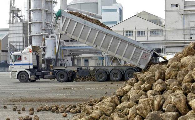 Azucarera abre el 15 de marzo la campaña en La Bañeza para molturar 330.000 toneladas de remolacha