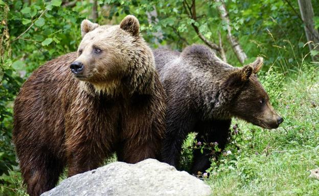 El 33% de las necropsias de osos pardos señalan como responsable de su muerte al hombre