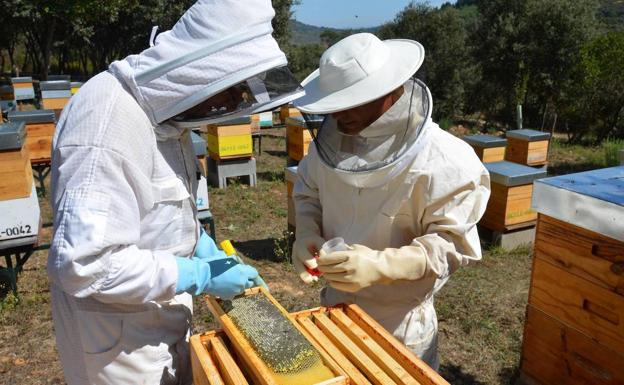 Urzapa y Globbizz asesorarán sobre exportaciones a productores de miel leoneses