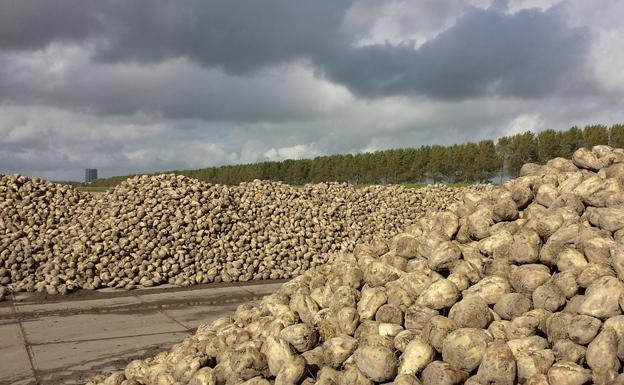 Ugal-UPA «logra» que Azucarera tenga que pagar 1,2 millones de euros a los remolacheros leoneses
