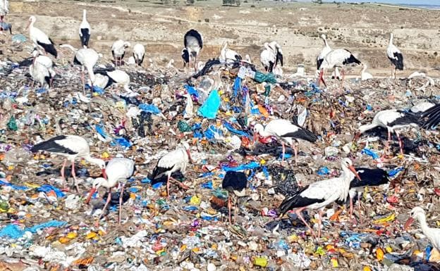 Los vertederos urbanos mejoran la salud de las cigüeñas