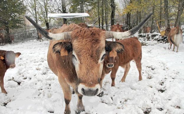 La primavera llega a León con descenso en las temperaturas y tormentas de nieve
